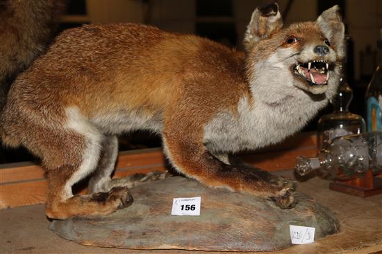 Taxidermic fox